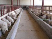 山西省小尾寒羊市場(chǎng)行情分析與采購指南